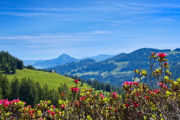Alpenrosen, Natur und Blumen der Alpen