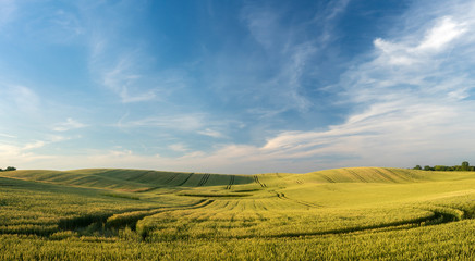 wavy field of ripening grain against the blue sky