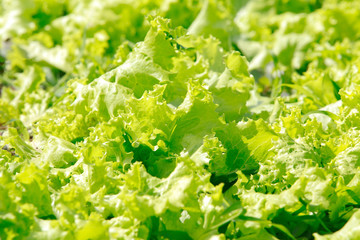 Green oak lettuce in garden natural