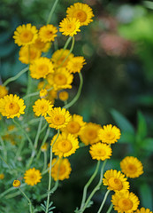 Blühende Färberkamille, Anthemis tinctoria