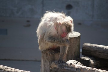 この世に疲れたお猿さん