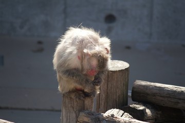 この世に疲れたお猿さん