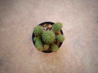 cactus in pot