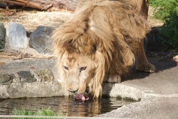 Naklejka premium Male lion is drinking water