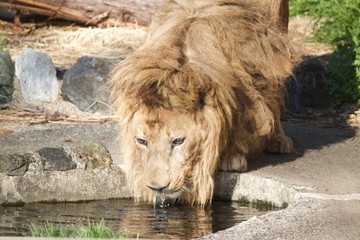 Naklejka premium Male lion is drinking water