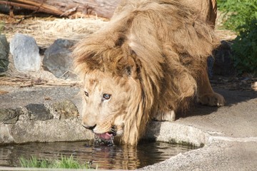 Male lion is drinking water