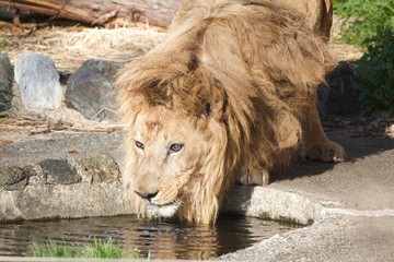 Male lion is drinking water