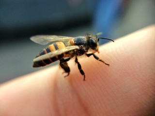bee on finger