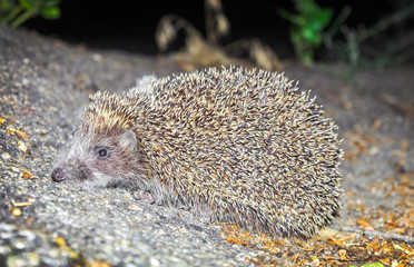 Hedgehog at night on the asphalt