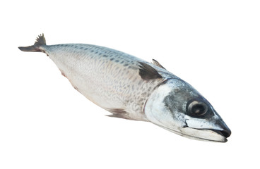 Mackerel fish isolated on white