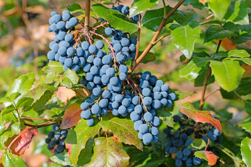 Früchte der Mahonie,  Mahonia aquifolium