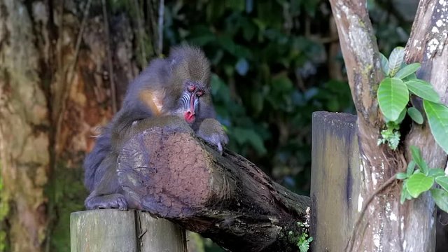 Female mandrill sitting on tree branch