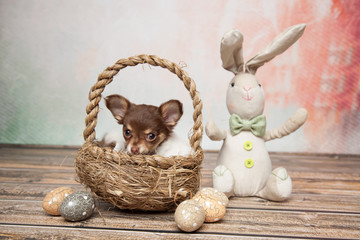 Osterhase mit dem Hündchen