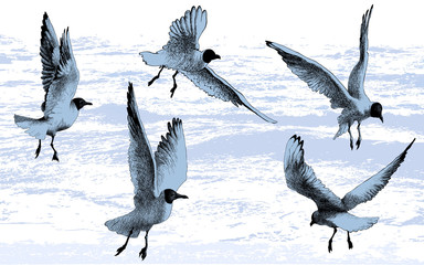 Seagulls birds flying, drawing