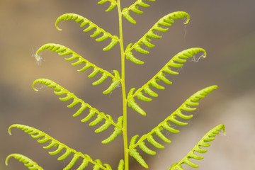 Athyrium Fern Leaves