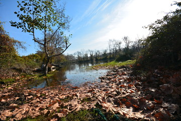 Karacabey langoz woods