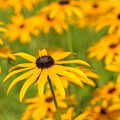 Gelb blühender Sonnenhut, Rudbeckia