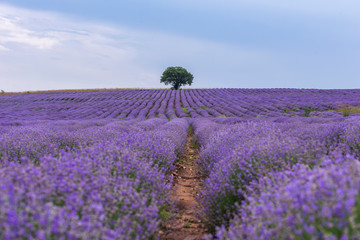 Naklejka na ściany i meble Lavender flowers blooming field and a lonely tree uphill on hot summer day