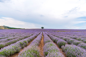 Lavender flower blooming fields in endless rows.