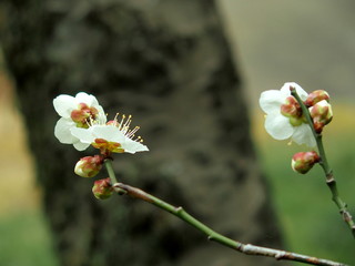 咲き始めた白梅