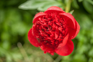 Blooming Peony - Dark Red Variety