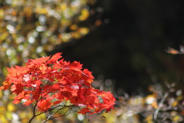 鳴子峡　紅葉