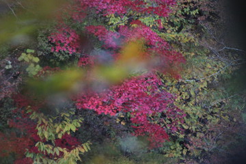 鳴子峡　紅葉