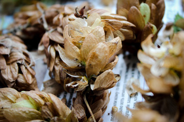 Dry hop cones on a newspaper close-up.