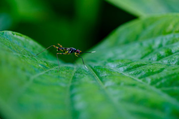 Small insect is caught on a green leaf.