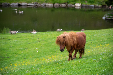 mini pony walking next to pond