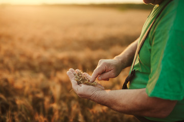 Senior farmer in his field and controls wheat. Farmer in field.