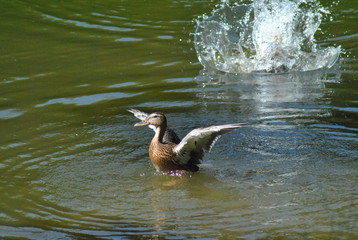 duck in the water