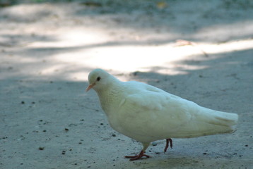 pigeon