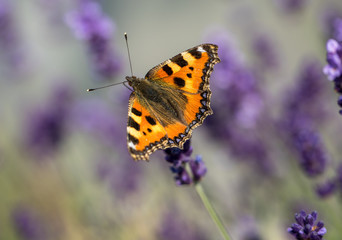 Colorful Butterfly on the blooming lavender flowers