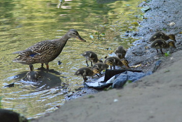 duck in the water