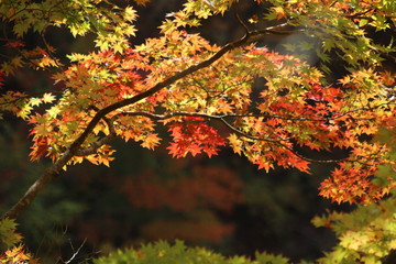 鳴子峡　紅葉
