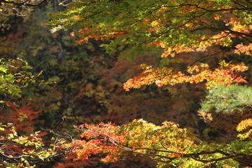 鳴子峡　紅葉