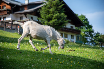 funny white goat running on grass