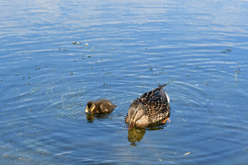 Mother and small duckling are swimming for food at the pond in the park in Russia.