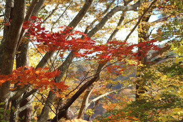 鳴子峡　紅葉