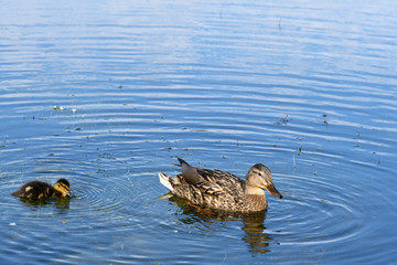 Mother and small duckling are swimming for food at the pond in the park in Russia.