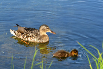 Mother and small duckling are swimming for food at the pond in the park in Russia.