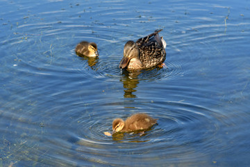 Mother and small duckling are swimming for food at the pond in the park in Russia.