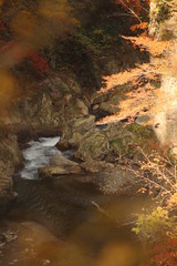鳴子峡　紅葉