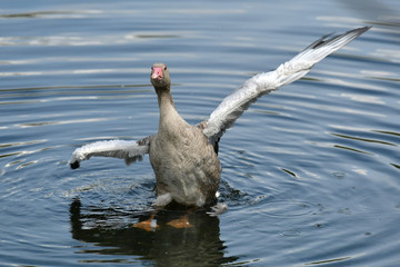 Fototapeta premium The ducks are flying to find food at the pond in the park in Russia.