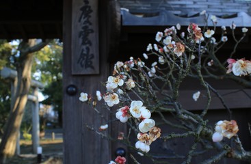 滋賀県長浜市にある慶雲館の門と盆梅です
