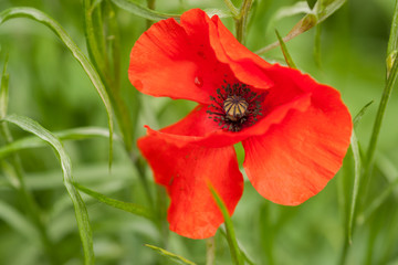 European Red Poppy