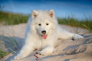 White puppy samoyed husky