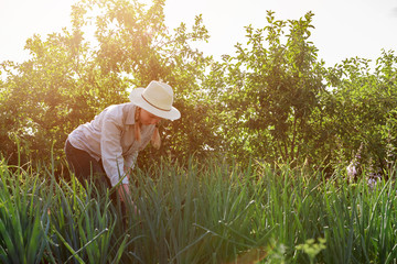 Younger agronomists investigate plants and diseases in the greenhouse, take care of the plants, water, harvest, the idea of agriculture and technology.Agritech