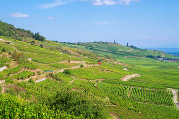 Weinberge bei Kaysersberg/Frankreich im Elsass